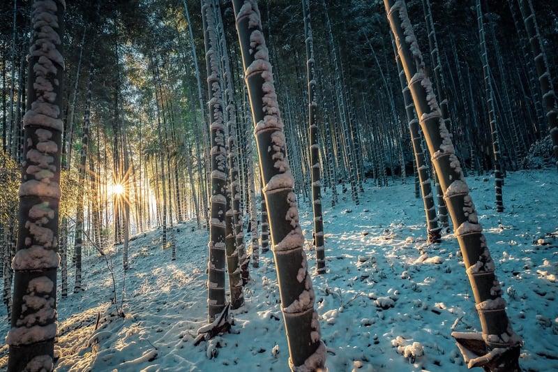 Bamboo Forest